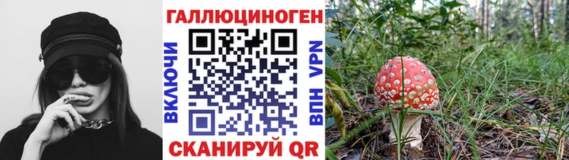 omg сайт  Менделеевск  Галлюциногенные грибы Psilocybine cubensis 
